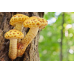 Мицелий Чешуйчатки золотистой / Ивняк (Pholiota aurivella)